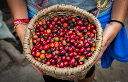 Coffee beans get their name cherry from their color.